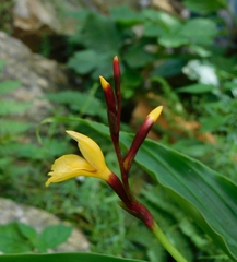 Cautleya
