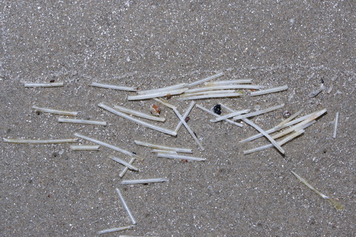Image of Syringodium filiforme by (c) Bonnie Semmling, some rights reserved (CC BY)