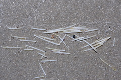 Manatee Grass (Syringodium filiforme)
