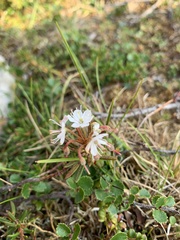 Rhododendron tomentosum
