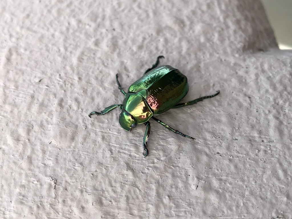 Japanese Fruit Beetle from 日の出町, 松山市, 愛媛県, JP on June 20, 2021 at 0403