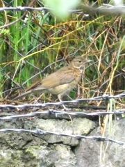 Turdus assimilis