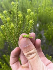 Schistocerca ceratiola