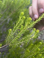 Schistocerca ceratiola