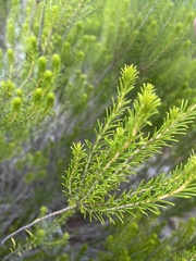 Schistocerca ceratiola