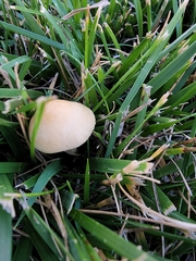 Agrocybe pediades