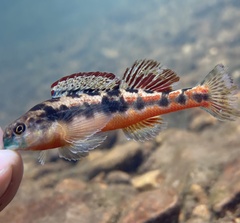 Etheostoma duryi