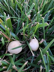Agrocybe pediades