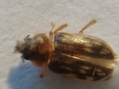 Heterocerus fenestratus