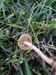 Agrocybe pediades
