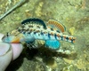 Buffalo Darter - Photo (c) IHUNTA, some rights reserved (CC BY-NC), uploaded by IHUNTA