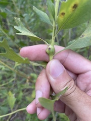 Neolasioptera lathami