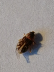 Heterocerus fenestratus