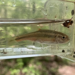 Hemitremia flammea