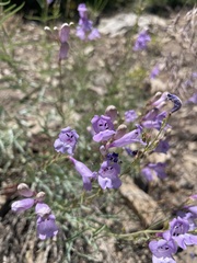 Penstemon sepalulus