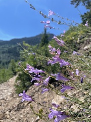 Penstemon sepalulus