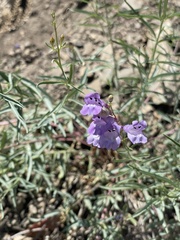Penstemon sepalulus
