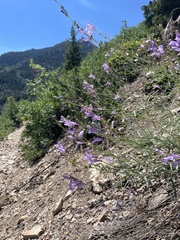 Penstemon sepalulus