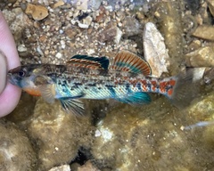 Etheostoma bison