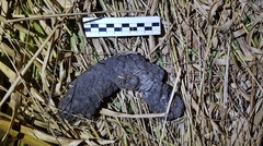 Chrysocyon brachyurus