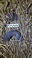 Chrysocyon brachyurus