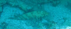 Epinephelus merra