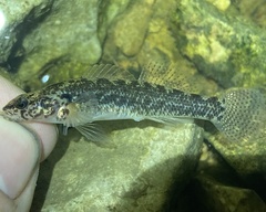 Etheostoma nigripinne