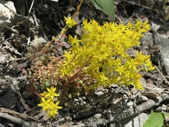 Sedum debile