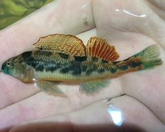 Etheostoma duryi