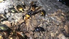 Vespa mandarinia japonica