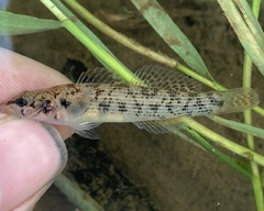 Etheostoma basilare