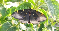 Paradirphia fumosa