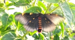 Paradirphia fumosa