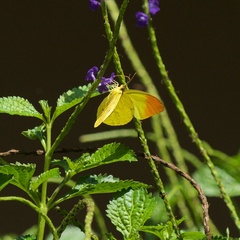 Afrodryas leda