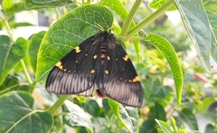 Paradirphia fumosa