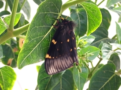 Paradirphia fumosa