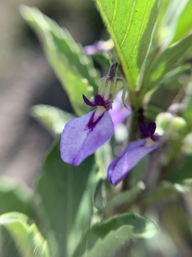 Western Greenviolet (Pombalia attenuata)