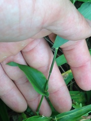 Dichanthelium latifolium