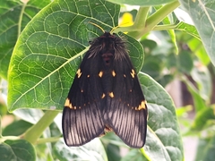 Paradirphia fumosa