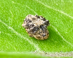 Acanthoscelidius acephalus