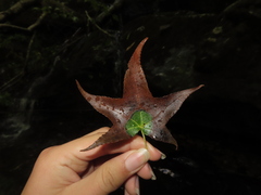 Phyllocnistis liquidambarisella