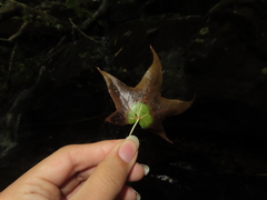 Phyllocnistis liquidambarisella