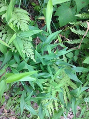Dichanthelium latifolium