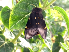 Paradirphia fumosa