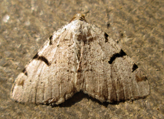Macaria subcessaria
