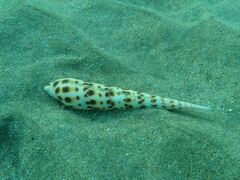 Terebra subulata