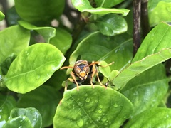 Polistes jokahamae