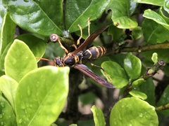 Polistes jokahamae