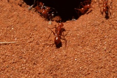 Melophorus bagoti
