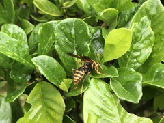 Polistes jokahamae